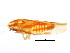  (Erythridula dunni - BIOUG00917-B02)  @13 [ ] CreativeCommons - Attribution (2011) CBG Photography Group Centre for Biodiversity Genomics
