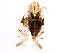  ( - BIOUG00917-C12)  @14 [ ] CreativeCommons - Attribution (2011) CBG Photography Group Centre for Biodiversity Genomics