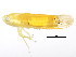  (Typhlocyba niobe - BIOUG00941-A04)  @13 [ ] CreativeCommons - Attribution (2011) CBG Photography Group Centre for Biodiversity Genomics