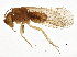  (Lachesillinae - BIOUG10865-F09)  @15 [ ] CreativeCommons - Attribution (2014) CBG Photography Group Centre for Biodiversity Genomics