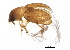  (Hydnobius laticeps - BIOUG01140-H03)  @13 [ ] CreativeCommons - Attribution (2012) CBG Photography Group Centre for Biodiversity Genomics