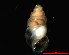  (Carychium tridentatum - 1552a_ITA_LaThuile)  @14 [ ] CreativeCommons - Attribution Non-Commercial Share-Alike (2011) Alexander M. Weigand Institut fuer Oekologie, Evolution und Diversitaet, Frankfurt