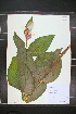  (Cypripedium reginae - MT00179378)  @11 [ ] CreativeCommons - Attribution Non-Commercial (2012) MT Herbier Marie-Victorin