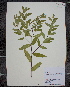  (Apocynum cannabinum var. hypericifolium - MT00179858)  @11 [ ] CreativeCommons - Attribution Non-Commercial (2012) MT Herbier Marie-Victorin