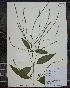  (Verbena urticifolia ssp urticifolia - MT00179861)  @11 [ ] CreativeCommons - Attribution Non-Commercial (2012) MT Herbier Marie-Victorin