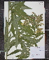  (Solidago altissima ssp altissima - MT00179865)  @11 [ ] CreativeCommons - Attribution Non-Commercial (2012) MT Herbier Marie-Victorin