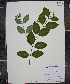  (Apocynum androsaemifolium ssp androsaemifolium - MT00179882)  @11 [ ] CreativeCommons - Attribution Non-Commercial (2012) MT Herbier Marie-Victorin