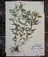  (Monarda punctata var. villicaulis - MT00179936)  @11 [ ] CreativeCommons - Attribution Non-Commercial (2012) MT Herbier Marie-Victorin
