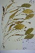 (Erythronium americanum ssp americanum - MT00179978)  @11 [ ] CreativeCommons - Attribution Non-Commercial (2012) MT Herbier Marie-Victorin
