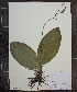  (Cypripedium acaule - MT00180021)  @11 [ ] CreativeCommons - Attribution Non-Commercial (2012) MT Herbier Marie-Victorin