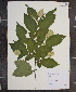  (Ostrya virginiana var. virginiana - MT00180038)  @11 [ ] CreativeCommons - Attribution Non-Commercial (2012) MT Herbier Marie-Victorin