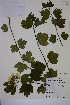  (Viburnum opulus ssp opulus - MT00186602)  @11 [ ] CreativeCommons - Attribution Non-Commercial (2013) MT Herbier Marie-Victorin