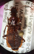  (Cymindis blandis - UAIC1022066)  @11 [ ] CreativeCommons - Attribution Non-Commercial Share-Alike (2018) Jennifer Katcher Pima Community College