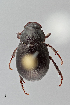  (Diplotaxis sp. 3 - UAIC1023430)  @11 [ ] CreativeCommons - Attribution Non-Commercial Share-Alike (2018) Wendy Moore University of Arizona