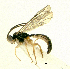  (Acropimpla sp - HL-138)  @13 [ ] Unspecified (default): All Rights Reserved  Pham T. N. Unspecified