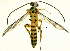  (Xanthopimpla decurtata - Ich. 278)  @11 [ ] Unspecified (default): All Rights Reserved  Pham T. N. Unspecified