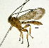  (Xanthopimpla nigritarsis - Ich. 317)  @11 [ ] Unspecified (default): All Rights Reserved  Pham T. N. Unspecified