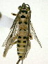  (Xanthopimpla jacobsoni - Ich. 913)  @11 [ ] Unspecified (default): All Rights Reserved  Pham T. N. Unspecified