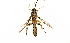  (Xanthopimpla annulata - Pim. 319)  @11 [ ] Unspecified (default): All Rights Reserved  Pham T. N. Unspecified