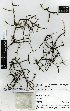  ( - PITTS046)  @11 [ ] Copyright (2016) Allan Herbarium, Landcare Research Lincoln, New Zealand Allan Herbarium, Landcare Research Lincoln, New Zealand