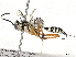  (cryptJanzen01 Malaise1116 - BIOUG55388-C03)  @14 [ ] CreativeCommons - Attribution (2020) CBG Photography Group Centre for Biodiversity Genomics