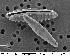  (Plagiogramma staurophorum - IK_MTA455)  @11 [ ] CreativeCommons - Attribution Non-Commercial Share-Alike (2016) James Ehrman Mount Allison University