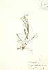  (Oligoneuron - SNEW054_A)  @11 [ ] Copyright (2009) Unspecified University of Guelph BIO Herbarium