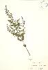  (Scutellaria galericulata - SNEW044a_A)  @11 [ ] Copyright (2009) Unspecified University of Guelph BIO Herbarium