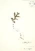  ( - SNEW043b_B)  @11 [ ] Copyright (2009) Unspecified University of Guelph BIO Herbarium