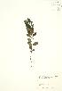  ( - SNEW026_B)  @11 [ ] Copyright (2009) Unspecified University of Guelph BIO Herbarium