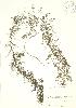  (Utricularia macrorhiza - PHK 010)  @11 [ ] Copyright (2009) Unspecified University of Guelph BIO Herbarium