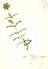  (Gentiana linearis - PHK 009)  @11 [ ] Copyright (2009) Unspecified University of Guelph BIO Herbarium