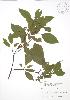  ( - SNEW005_B)  @11 [ ] Copyright (2009) Unspecified University of Guelph BIO Herbarium