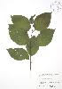  ( - SNEW006_B)  @11 [ ] Copyright (2009) Unspecified University of Guelph BIO Herbarium