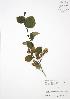  (Alnus viridis crispa - SNEW058_A)  @11 [ ] Copyright (2009) Unspecified University of Guelph BIO Herbarium