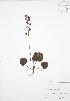  (Pyrola asarifolia - SNEW027_B)  @11 [ ] Copyright (2009) Unspecified University of Guelph BIO Herbarium