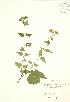  ( - JAG 0789)  @13 [ ] Copyright (2009) Unspecified University of Guelph BIO Herbarium