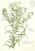  ( - JAG 0788)  @11 [ ] Copyright (2009) Unspecified University of Guelph BIO Herbarium