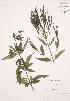  ( - JAG 0732)  @11 [ ] Copyright (2009) Unspecified University of Guelph BIO Herbarium