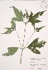  ( - JAG 0730)  @11 [ ] Copyright (2009) Unspecified University of Guelph BIO Herbarium