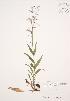  (Penstemon hirsutus - JAG 0587)  @11 [ ] Copyright (2009) Unspecified University of Guelph BIO Herbarium