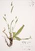  (Carex albursina - JAG 0538)  @11 [ ] Copyright (2009) Unspecified University of Guelph BIO Herbarium