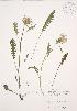  (Pedicularis canadensis - JAG 0513)  @11 [ ] Copyright (2009) Unspecified University of Guelph BIO Herbarium