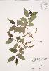  (Salix serissima - JAG 0599)  @11 [ ] Copyright (2009) Unspecified University of Guelph BIO Herbarium