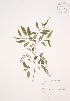  (Salix lucida - JAG 0598)  @11 [ ] Copyright (2009) Unspecified University of Guelph BIO Herbarium