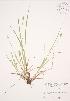  (Carex cephalophora - JAG 0595)  @11 [ ] Copyright (2009) Unspecified University of Guelph BIO Herbarium