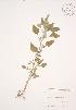  (Amaranthoideae - JAG 0689)  @11 [ ] Copyright (2009) Unspecified University of Guelph BIO Herbarium