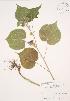  ( - JAG 0687)  @11 [ ] Copyright (2009) Unspecified University of Guelph BIO Herbarium