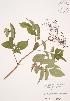  ( - JAG 0684)  @11 [ ] Copyright (2009) Unspecified University of Guelph BIO Herbarium