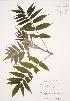  (Rhus hirta - JAG 0601)  @11 [ ] Copyright (2009) Unspecified University of Guelph BIO Herbarium